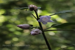 Strobilanthes heyneanus